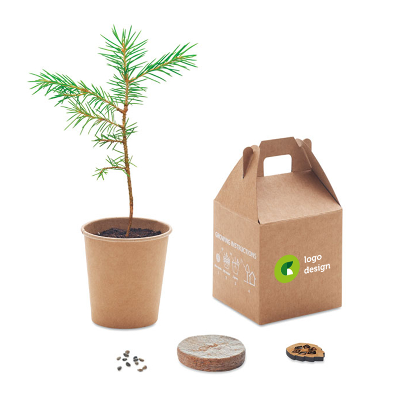 Pine tree box